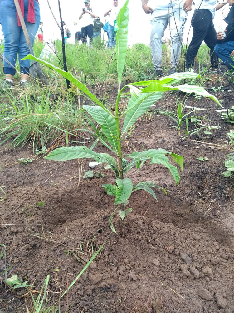 Reforestación zona cerro 3 cruces Cali